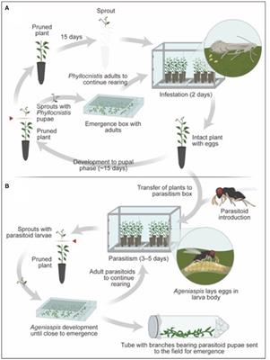 Sustainability in Brazilian Citriculture: Three Decades of Successful Biological Control of Insect Pests